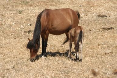 Σκυριανό Αλογάκι